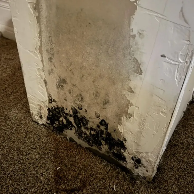 Professional Mold Removal in South Alamo, TX